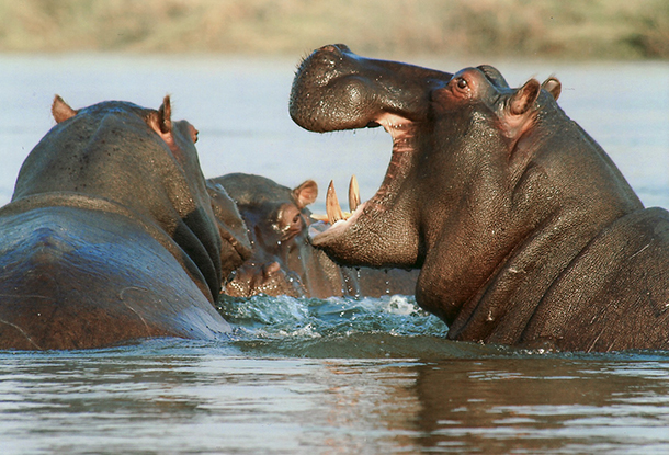 Egresados UNAL dan su opinión
		sobre la problemática
		de los hipopótamos en Colombia